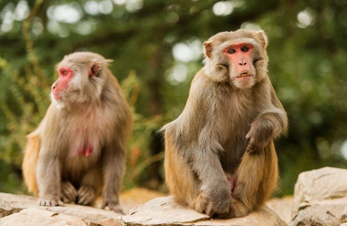 Groundbreaking Experiment: Monkey Thrives for 2 Years with Pig’s Kidney, Paving the Way for Revolutionary Transplants