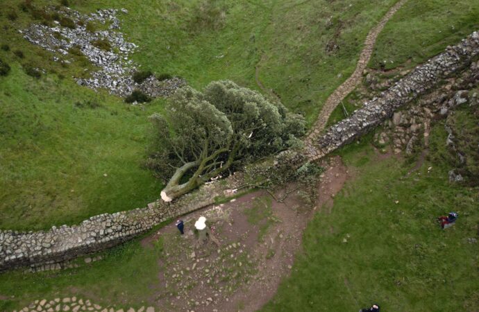Sycamore Gap tree fall causes significant damage to iconic Hadrian’s Wall: Shocking aftermath revealed